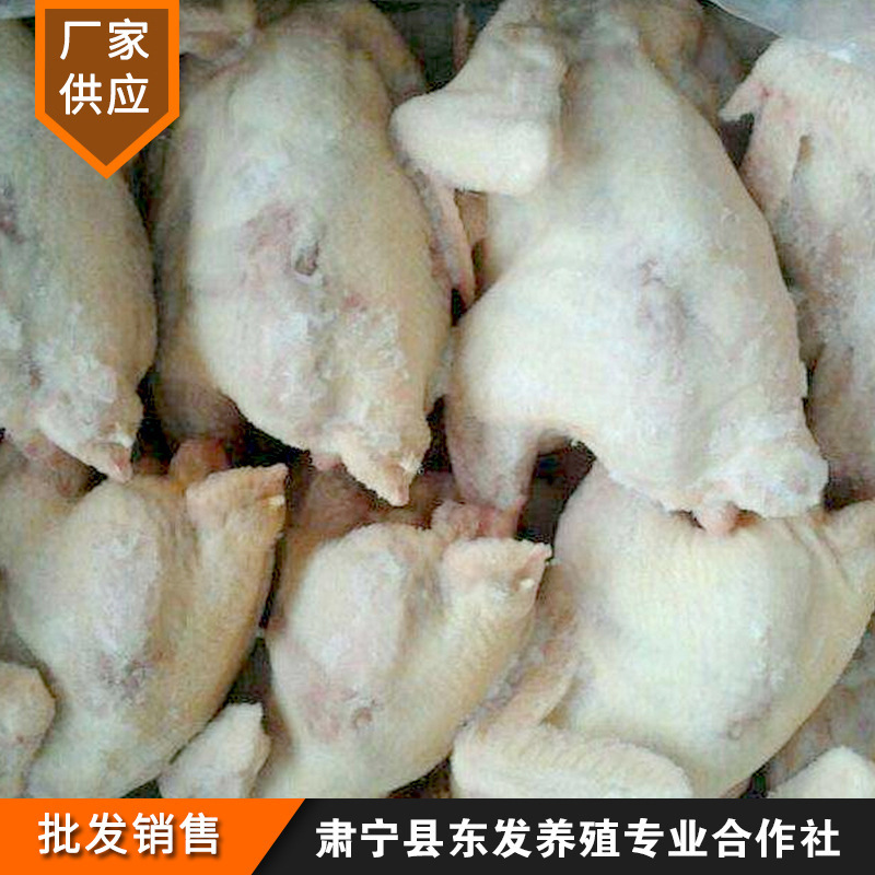 Nhà máy cung cấp gà trắng đông lạnh và gà mái mới.