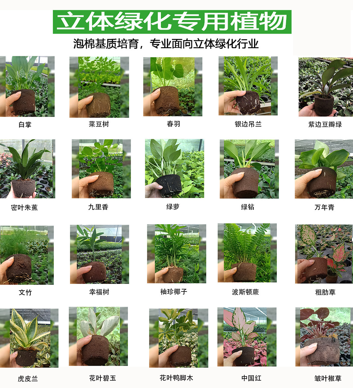 Sự tùy chỉnh của hệ thống xanh lá cây cho việc trồng cây không có đất ở các thung lũng phía nam