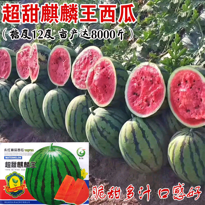 스크램블 수박.