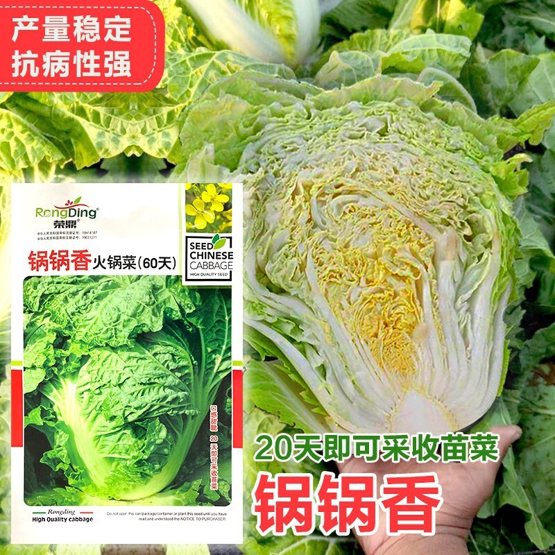 스크램블된 양배추와 단풍나무, 여름과 가을 시즌 동안 높은 수확 야채 씨앗.