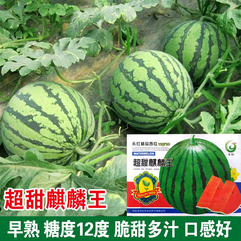 스크램블 수박.