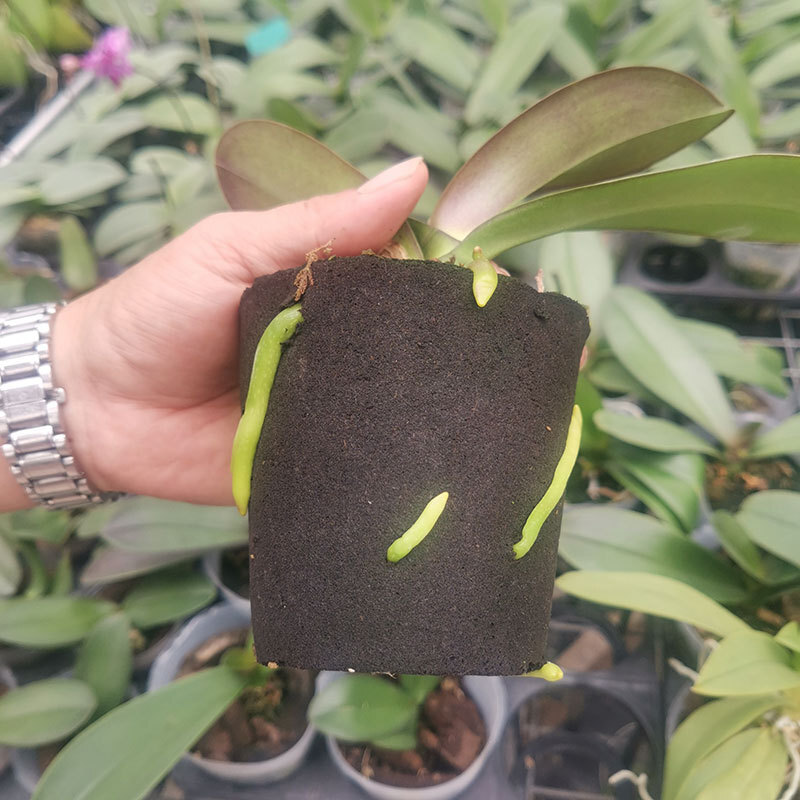 Sự tùy chỉnh của hệ thống xanh lá cây cho việc trồng cây không có đất ở các thung lũng phía nam