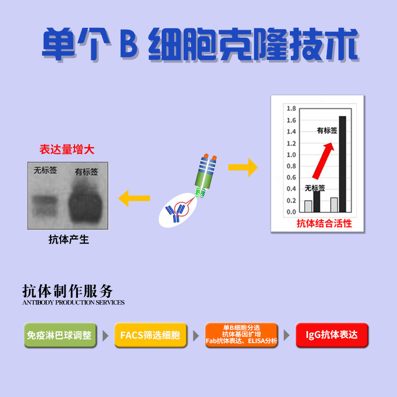 Công nghệ hóa đơn tế bào B, cơ quan nghiên cứu kháng thể chuyên nghiệp