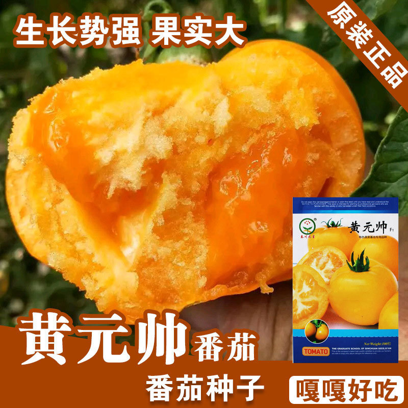 黄番茄种子番茄籽大果西红柿种子蔬菜种子批发种子公司菜种菜籽