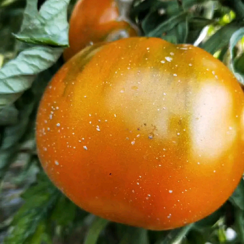 黄番茄种子番茄籽大果西红柿种子蔬菜种子批发种子公司菜种菜籽
