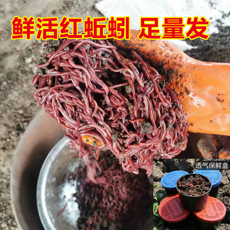 Giun còn sống, cá rùa sống, rùa đất đỏ mồi.