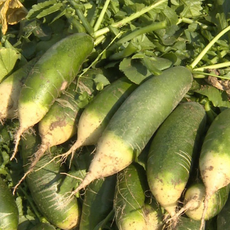 เมล็ดผักเขียวสด เมล็ดหัวผักกาดเขียว เมล็ดข้าวเศษผ้า และเมล็ดผัก