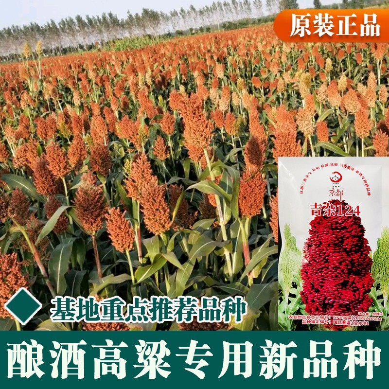철 극 sorghum 씨앗은 매우 생산적이 고 강한 새에 저항.