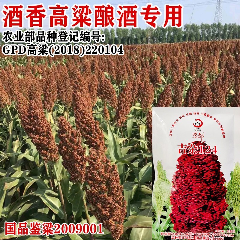铁杆杂交高粱种子高产抗倒抗鸟抗旱高产酿造型矮杆1.4米红高粱籽