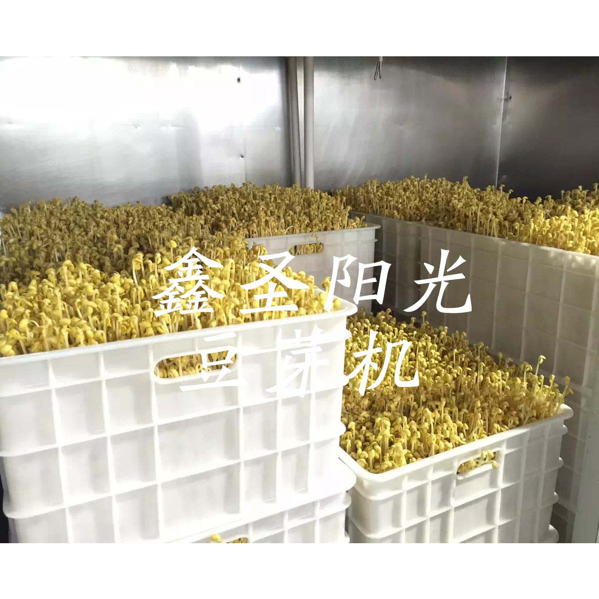 Sunshine All-Accessed Bean Sprouts, 상업적인 간장, 녹색 콩 sprouts.