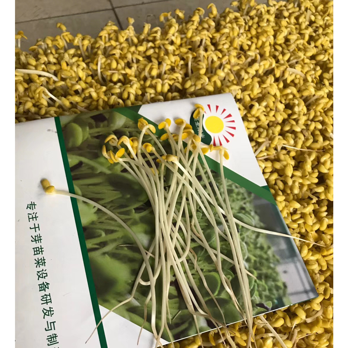 Sunshine All-Accessed Bean Sprouts, 상업적인 간장, 녹색 콩 sprouts.