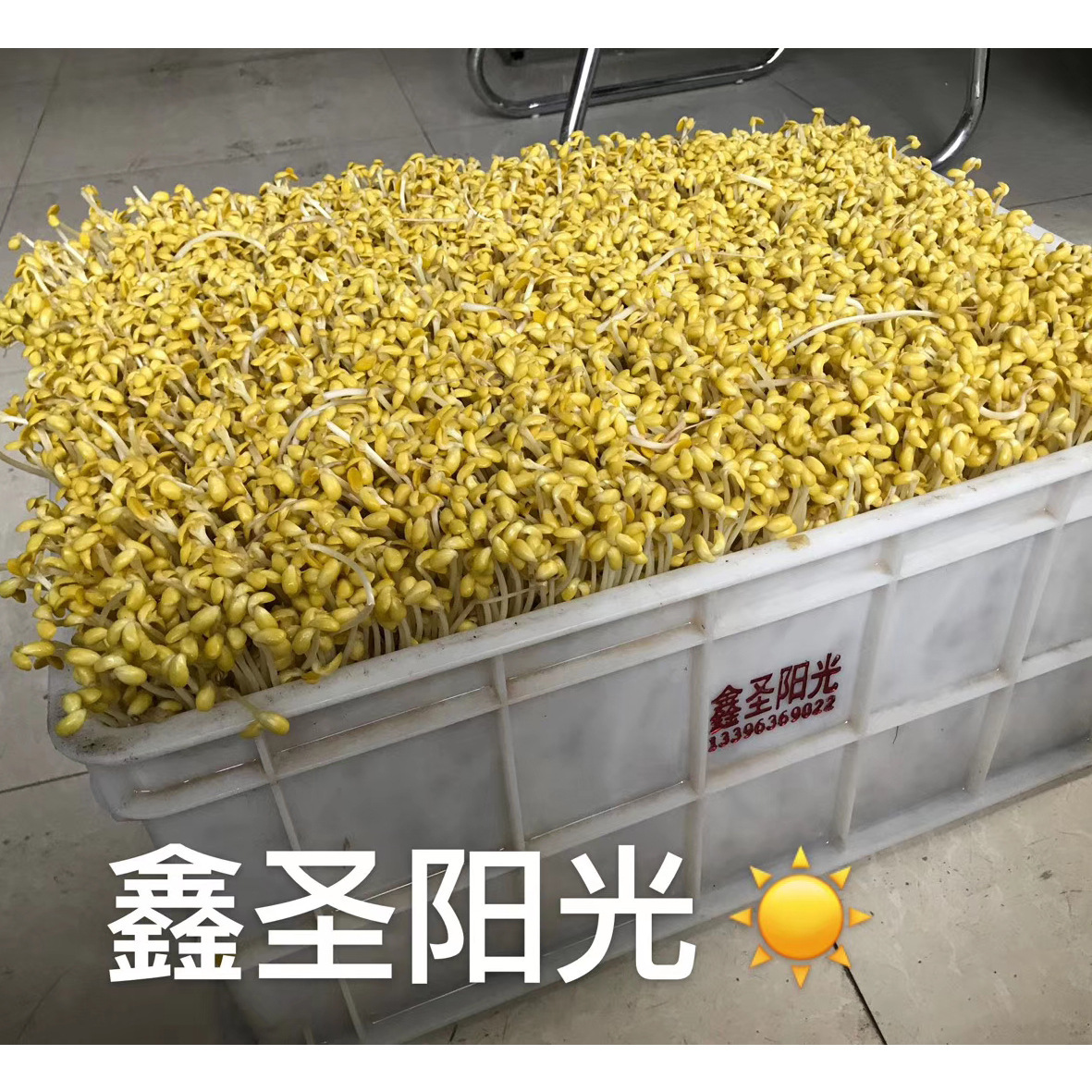 Sunshine All-Accessed Bean Sprouts, 상업적인 간장, 녹색 콩 sprouts.