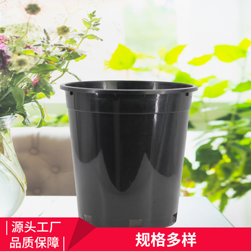 Nhà máy này điều chỉnh 2 ga-lông, một cây hortict nhà máy màu đen, 2 ga-lông.