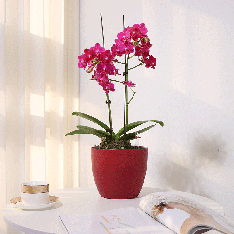 Cây cối được cung cấp cho các bồn tự hấp thụ, các bàn làm việc lười biếng, nhựa sorbent, và hàng hóa.
