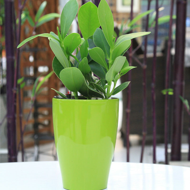 Nhà máy cung cấp cho những người lười biếng một cái nồi tự hút thuốc, những củ cải xanh nhỏ với một cái nồi tự hút thuốc, nhà máy với một hàng rào.