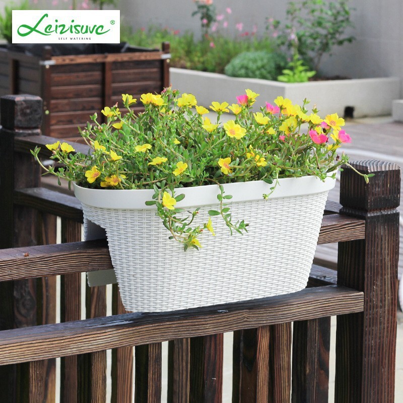 Nó là một cây cung cấp cho một chậu hoa với một hàng rào giả ở ngoài trời dài và một sân lười biếng.