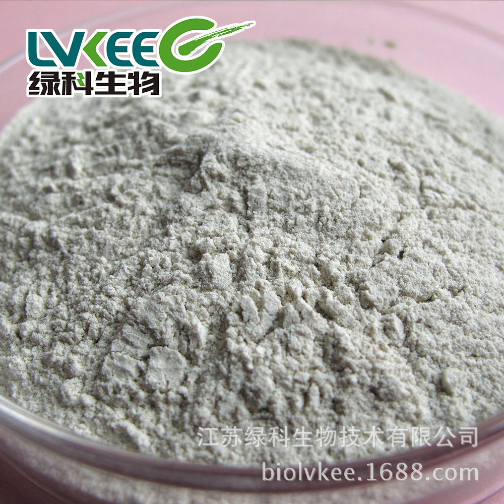 (Producer direct supply) Large sprout bacterium platinum farming