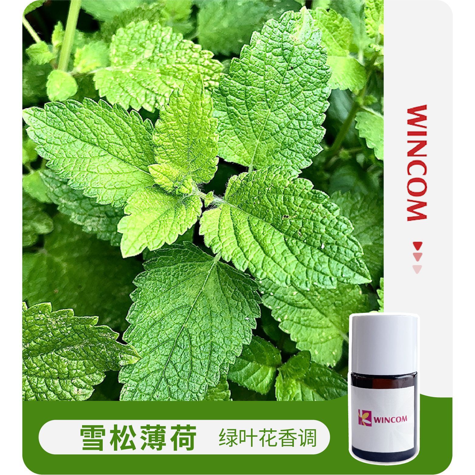 Hương thơm, bạc hà, hương thơm của lá cây xanh, hương thơm của nho và nến.