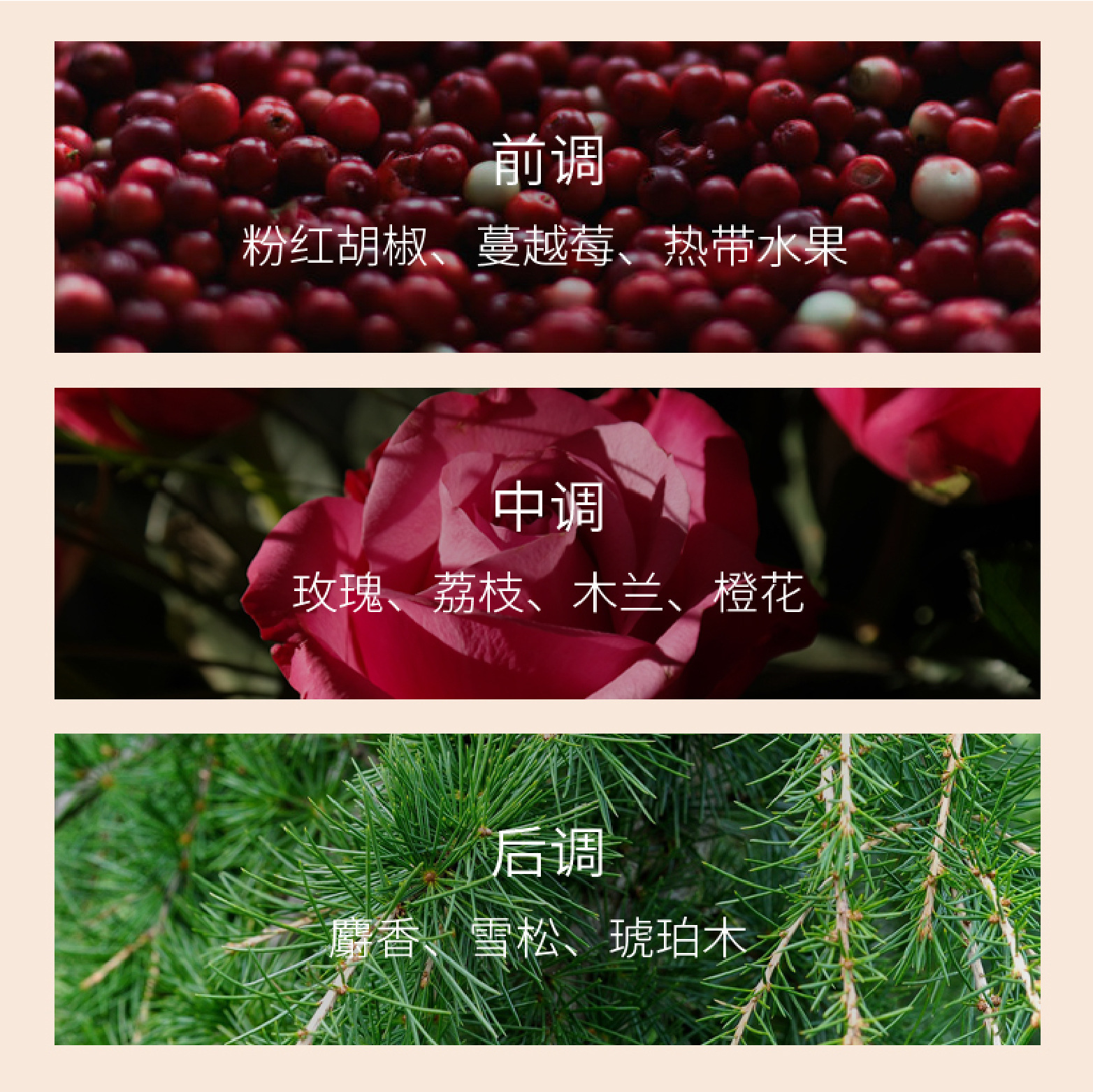 Hai thế hệ gỗ đỏ cho dầu gội đầu.