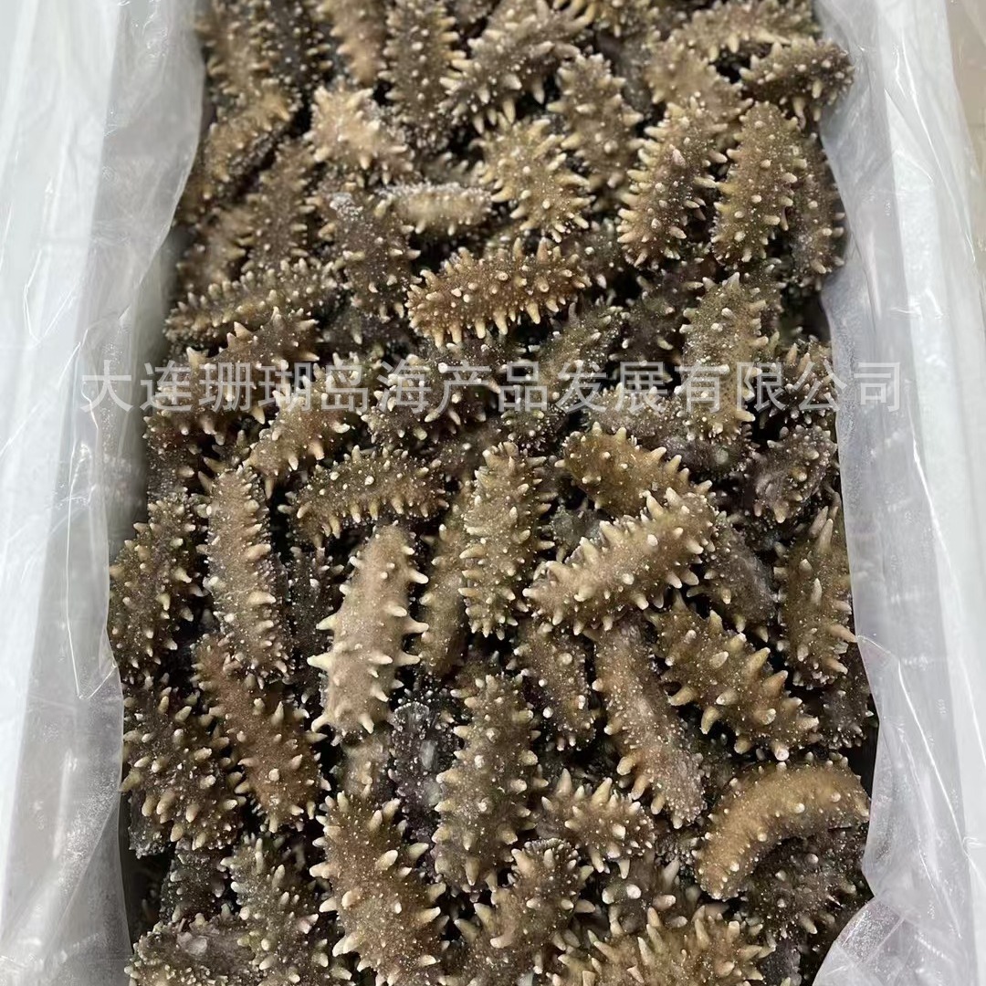 Hải sâm, Tần Lương, hải sâm Dalian, Tần Lương.