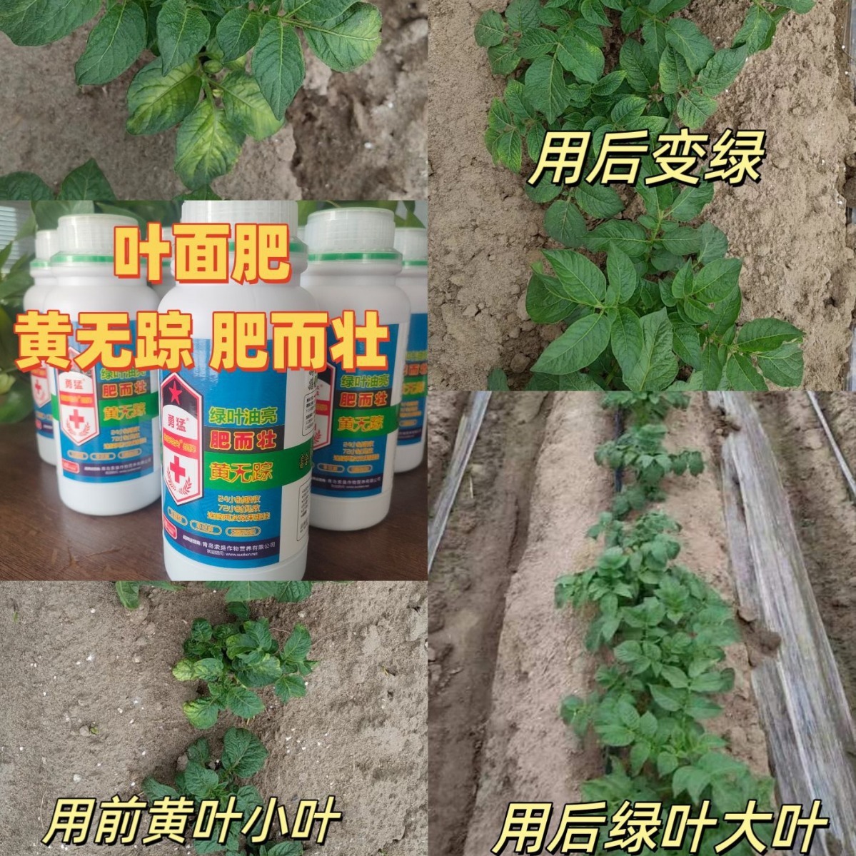 The strong yellow-coloured noodle fertilizer company sold directly to boost the yield of the porridge.