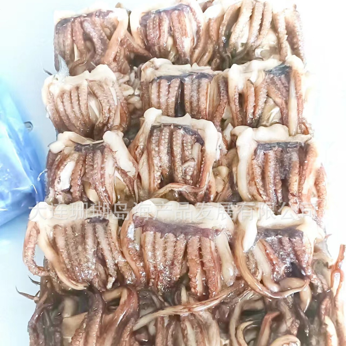 Squids. Squids. Squids.