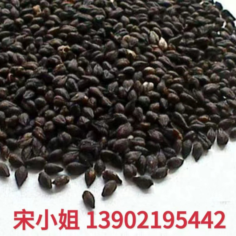 Cái gối mùa hè đầy, vỏ sò đắng, gối lúa mì.