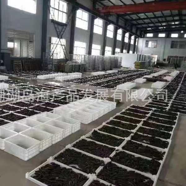 dưa leo biển khô.