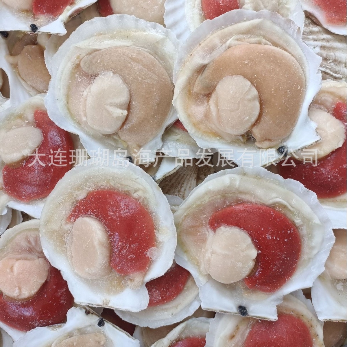 Nửa vỏ sò, nửa vỏ tôm, vỏ sò.