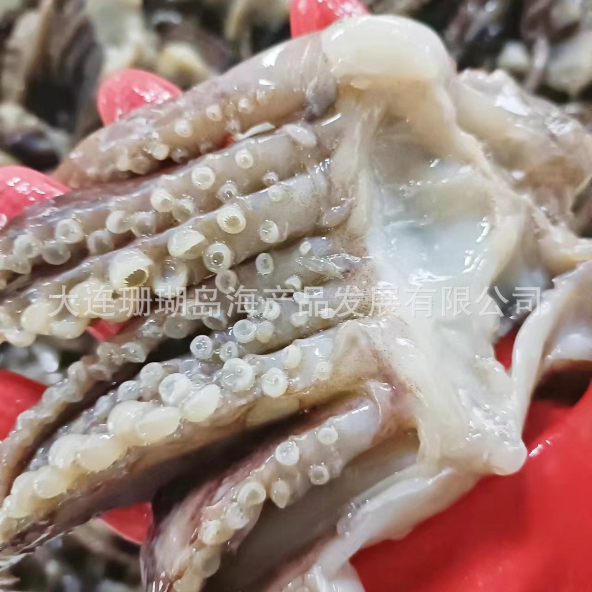 Squids. Squids. Squids.