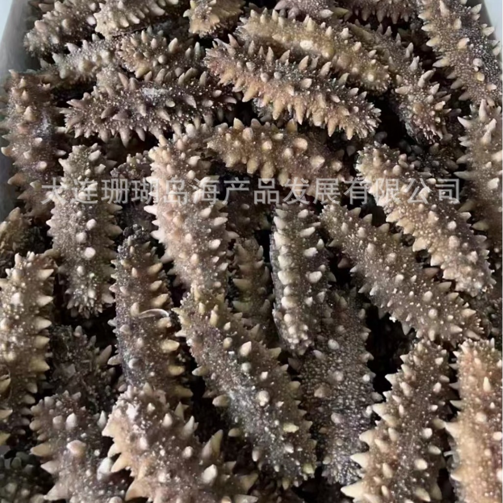 Hải sâm, Tần Lương, hải sâm Dalian, Tần Lương.