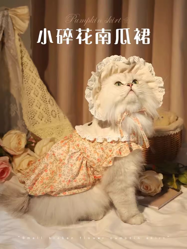 猫咪衣服防掉毛秋装布偶猫银渐层幼猫宠物的秋季保暖可爱小猫裙子