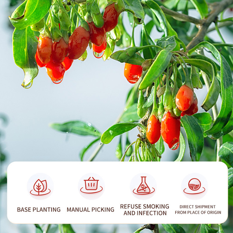 Cross-border supply of 100 g Red Snack Source Plant