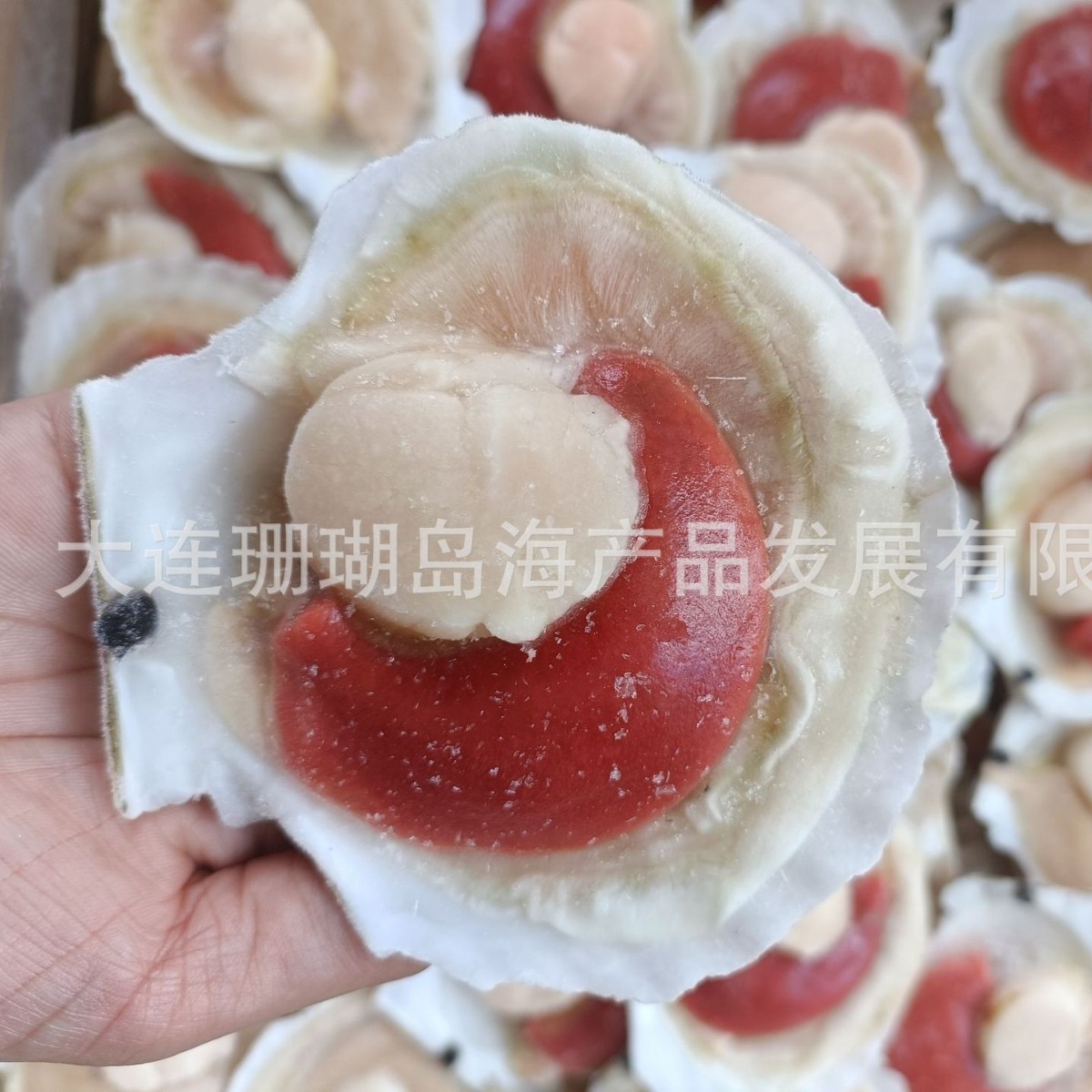 Nửa vỏ sò, nửa vỏ tôm, vỏ sò.