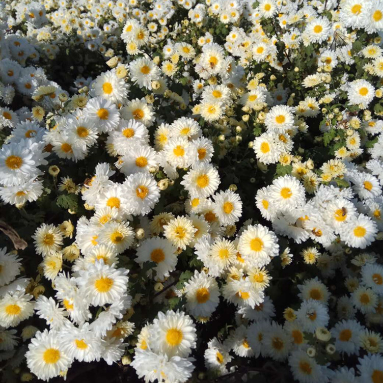 批發亳菊苗菊花苗杭白菊花苗蘇北菊花苗 北京菊菊花苗金絲皇菊苗