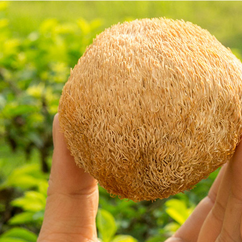 Món nấm khỉ trong rừng, 150 g cho sản phẩm khô, và một súp khô lớn cho món quà.