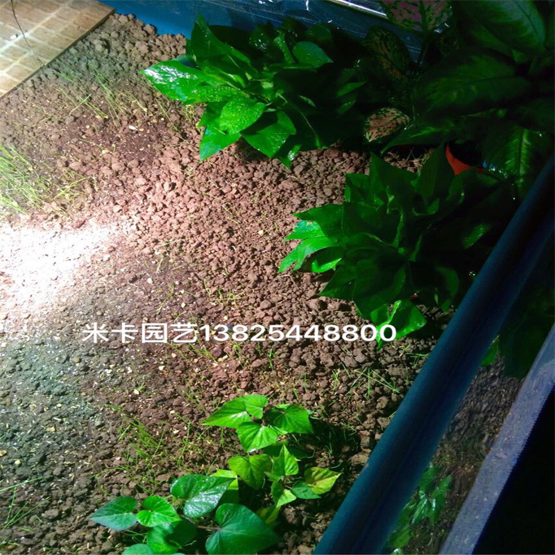 Tùy chỉnh bảo vệ vật nuôi cho rùa mưa ăn bánh ngô cho thú nuôi để bảo vệ cây
