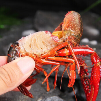 Shrimp is alive, fresh and fresh, multi-specified rice field shrimp is 30 pounds of straight hair.