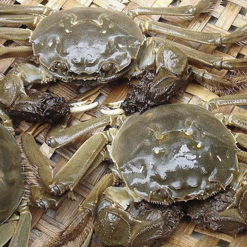 In June, the yellow crabs supply a large amount of the boomerang crabs.