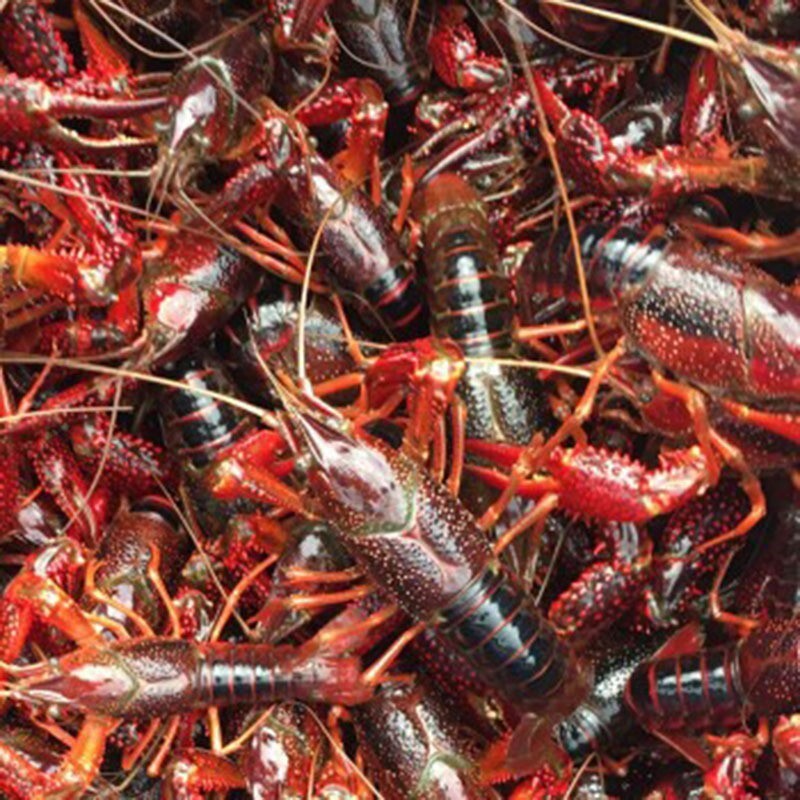 Shrimp is alive, fresh and fresh, multi-specified rice field shrimp is 30 pounds of straight hair.