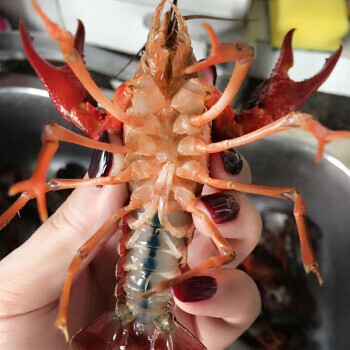 He's got a big, big, big, big, big, big, fresh, shrunk shrimp.