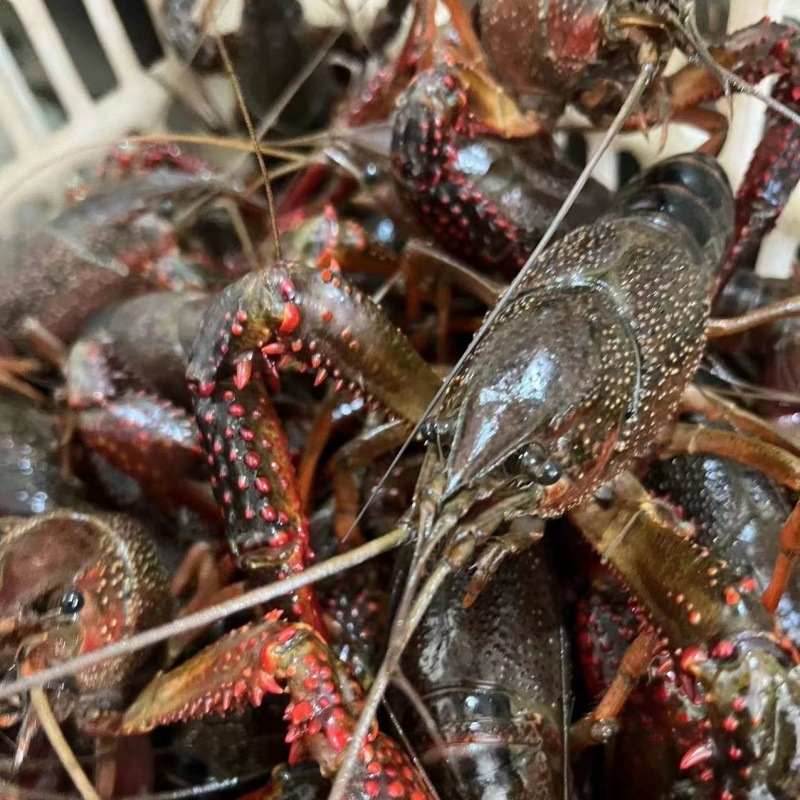 The crayfish is fresh and fresh.