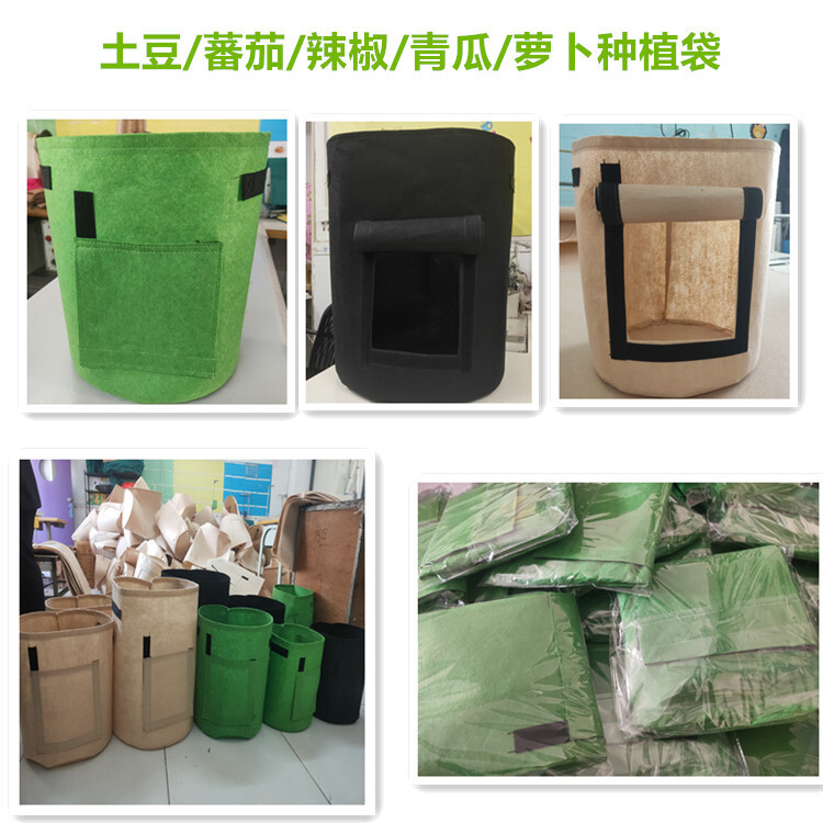 Khoai tây mọc khoai tây túi cỏ xanh, túi thực vật, túi thực vật, thực vật