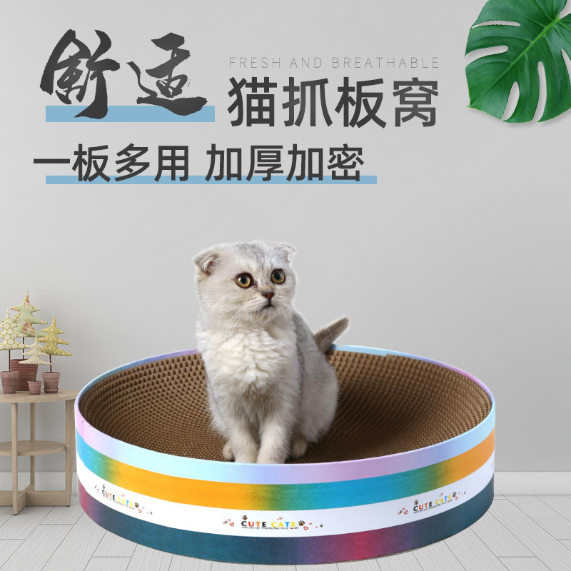 Con mèo Meianju tóm lấy một con hải mã tròn, và con mèo không rơi ra khỏi mẩu vụn.