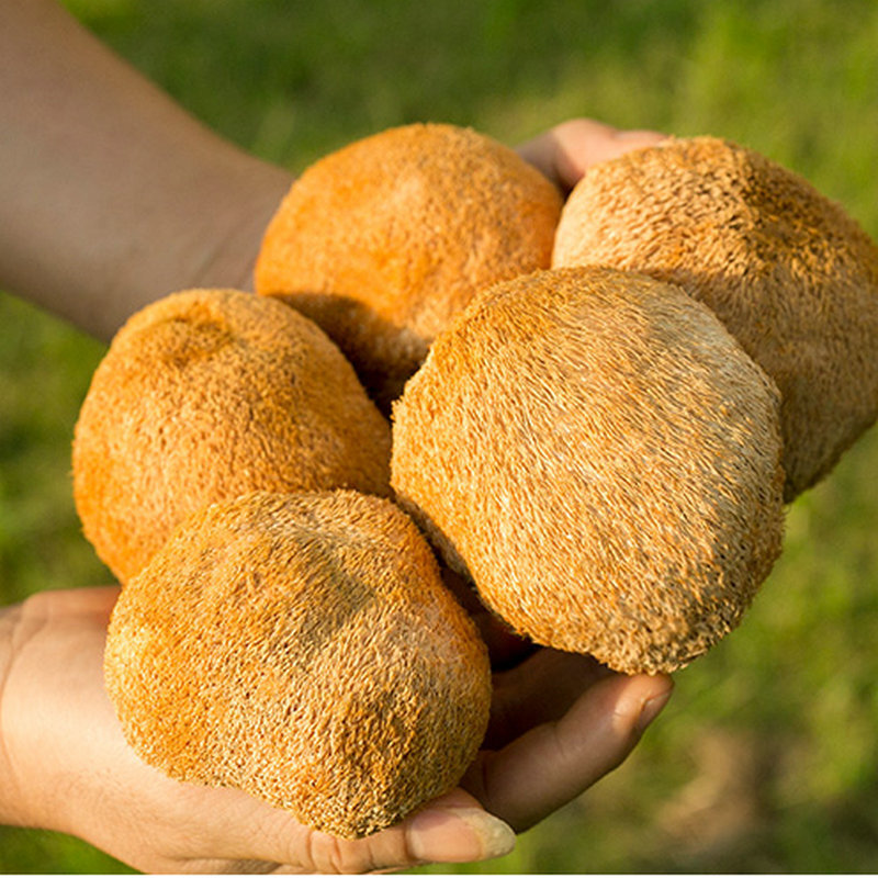 Món nấm khỉ trong rừng, 150 g cho sản phẩm khô, và một súp khô lớn cho món quà.