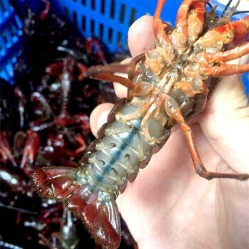 The crayfish is fresh and fresh.
