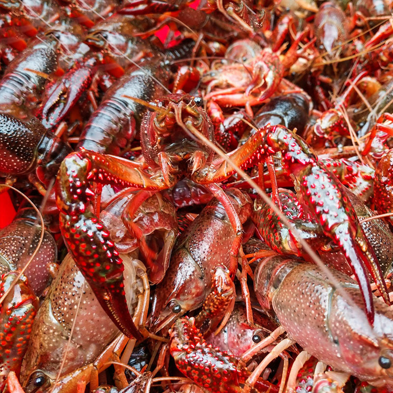 He's got a big, big, big, big, big, big, fresh, shrunk shrimp.