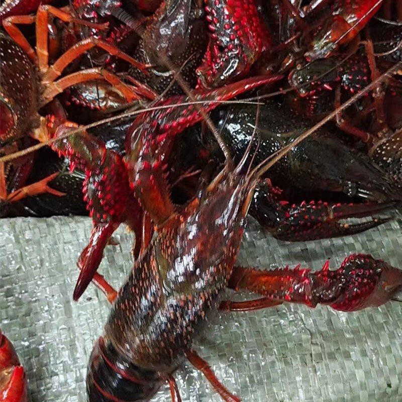 The crayfish is fresh and fresh.