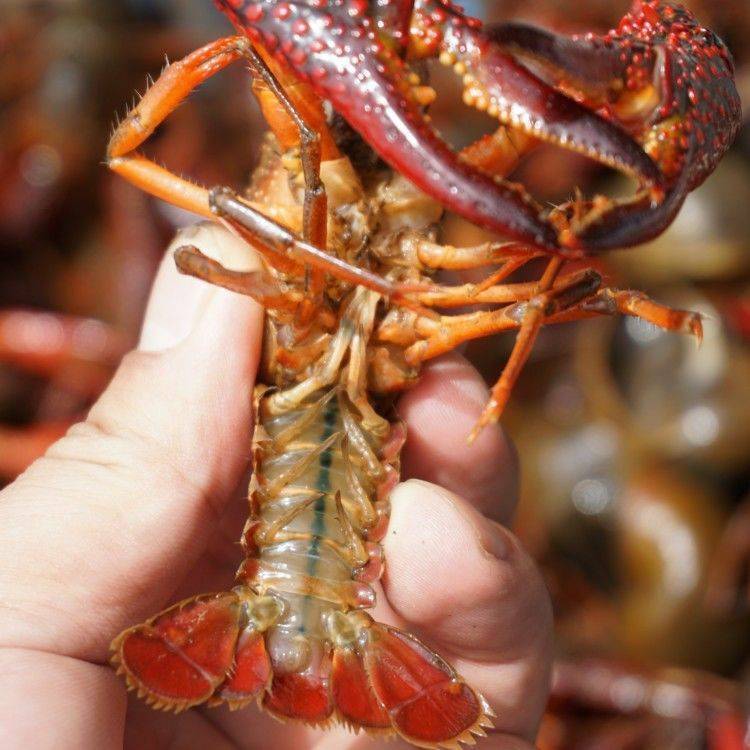 Shrimp is alive, fresh and fresh, multi-specified rice field shrimp is 30 pounds of straight hair.