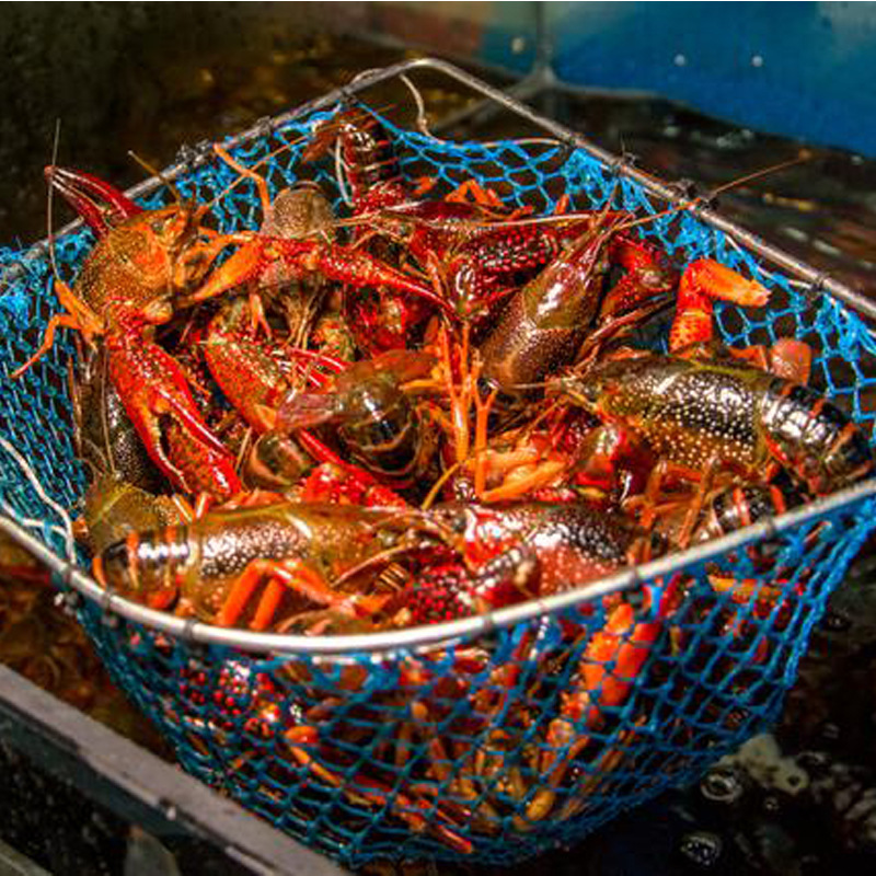 He's got a big, big, big, big, big, big, fresh, shrunk shrimp.